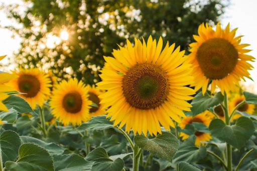 Sonnenblumen-pflanzen-AdobeStock_Bulat.jpg