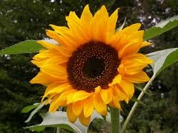 Sonnenblume.jpeg