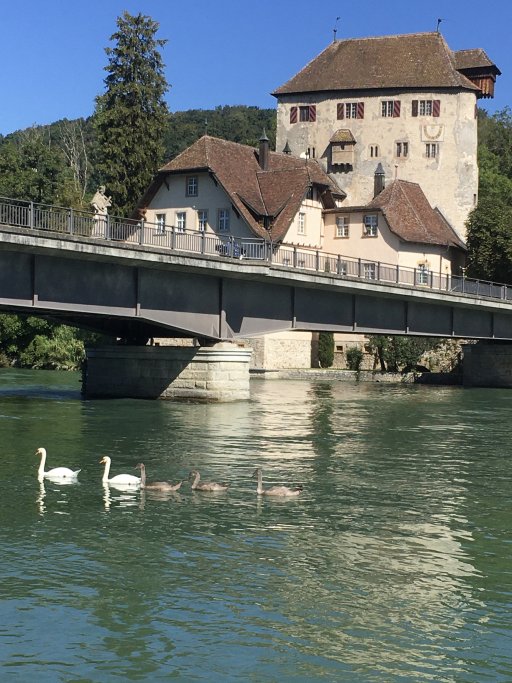 Rheinbrücke mit Schloss Röteln und Schwänen.jpg